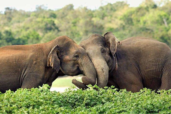 02 Days Private Dambulla & Habarana Tour With Village Experience From Colombo
