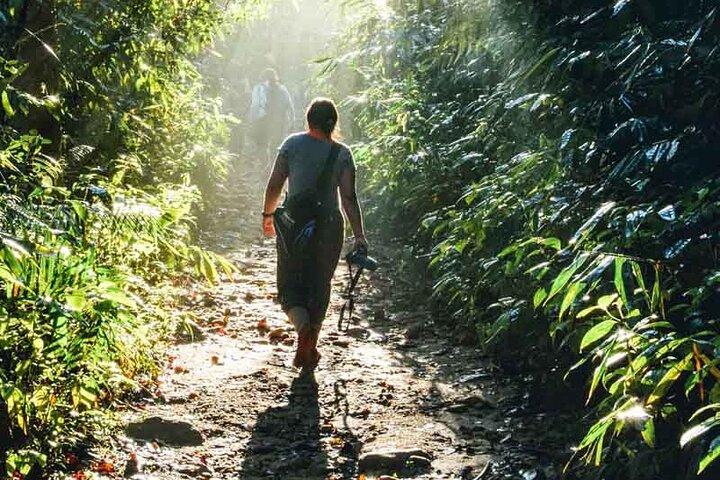 Private Day Trip To Sinharaja Rain Forest From Colombo