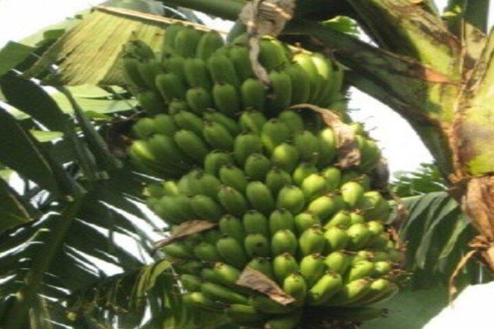 Coffee Tourism & Banana Farms Experience