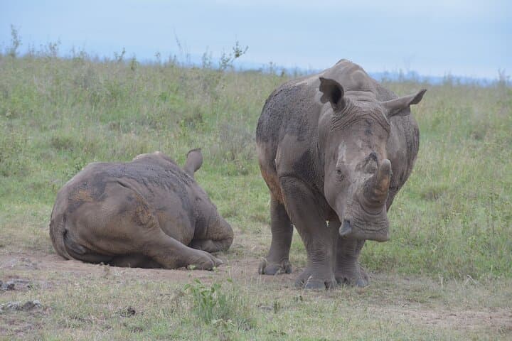 Safari In Nairobi Kenya National Park Half day Tour