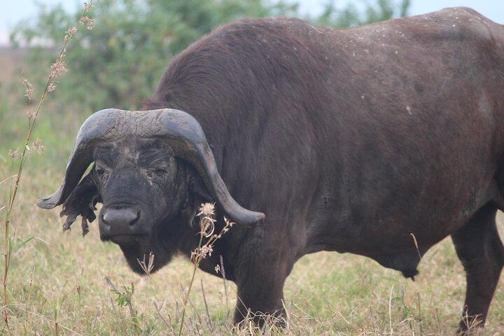 4-Day Private Guided Tanzania Safari Tarangire, Serengeti, Manyara