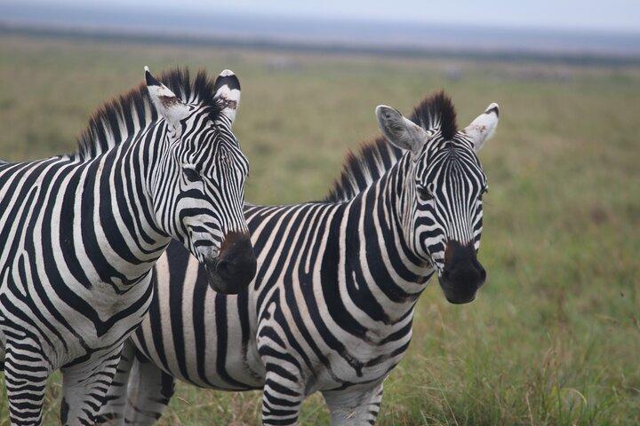 4-Day Private Guided Tanzania Safari Tarangire, Serengeti, Manyara