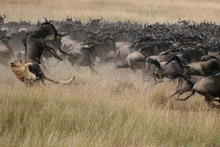 3-Day Group Safari Tour to Masai Mara from Nairobi.