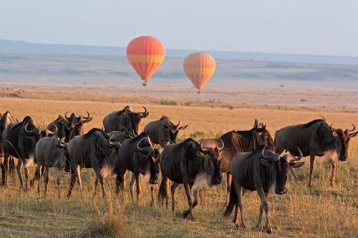 3-Day Group Safari Tour to Masai Mara from Nairobi.