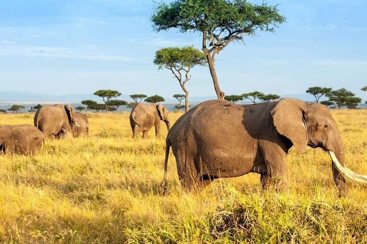 3-Day Group Safari Tour to Masai Mara from Nairobi.