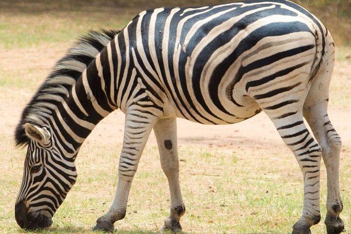 Safari in Bandia Reserve, and Visit the lion in Bandia Ranch