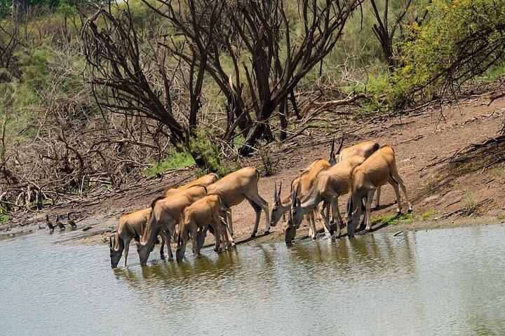 Safari in Bandia Reserve, and Visit the lion in Bandia Ranch