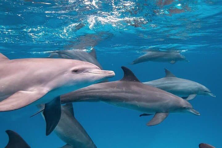 Dolphin Tour; Kuza Cave; Paje Beach; The Rock; Salaam Cave Tour