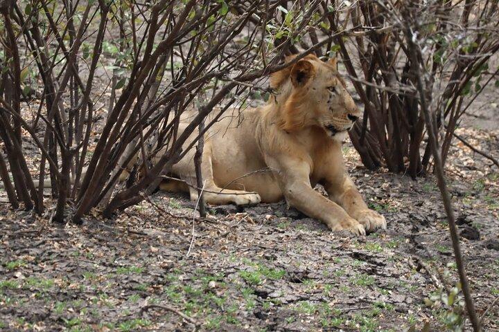 3 Days Selous (Nyerere National Park) Safari from Zanzibar & Back
