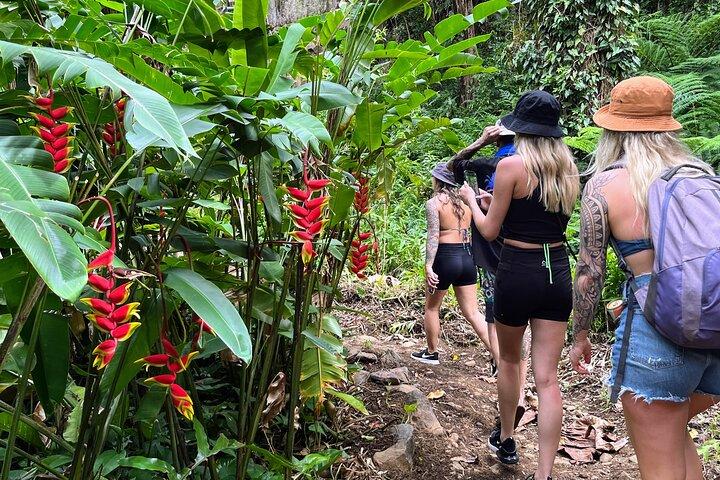 Private Road to Hana Tour Black Sand Beach/Waterfalls/Sea Turtles