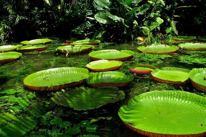 Wild Amazonas Adventure 4-Day Tour