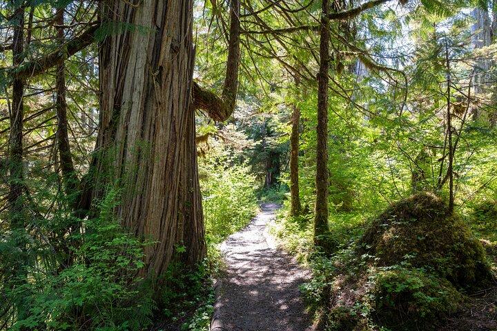 Ketchikan Magical Old-Growth Creek Trek Guided Tour