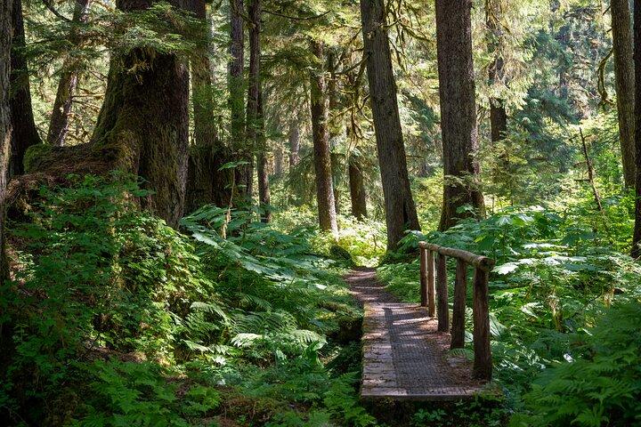 Ketchikan Magical Old-Growth Creek Trek Guided Tour