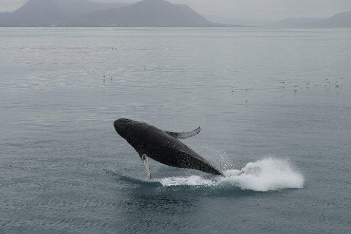 Guided Whale Watching Experience from Reykjavik