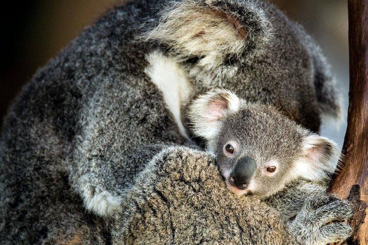 Kangaroos and Koala Experience Tour