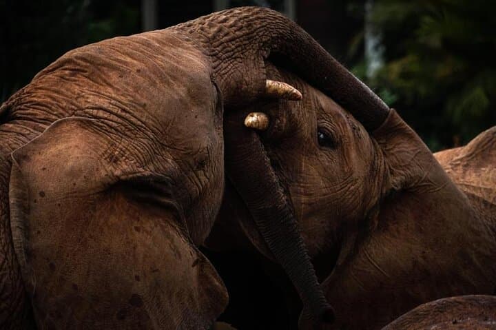 Nairobi National Park, Elephant Orphanage and Giraffe Center Tour