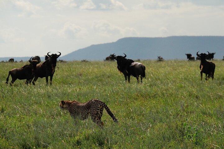 4 Days Budget Camp Safari Serengeti, Ngorongoro Crater and Tarangire Park