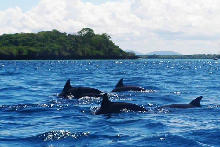Private Dolphin Tour + Zanzibar Stone town Tour ( City Tour )+ Jozani Forest