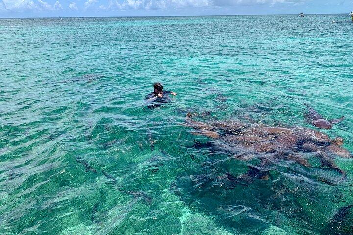 Turtle Garden Snorkeling Tour and Island Break