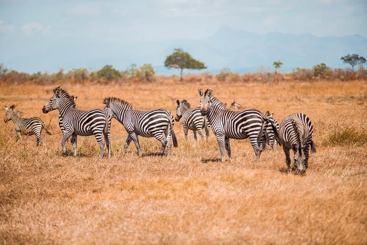 From Zanzibar Day Safari Tour to Mikumi National Park