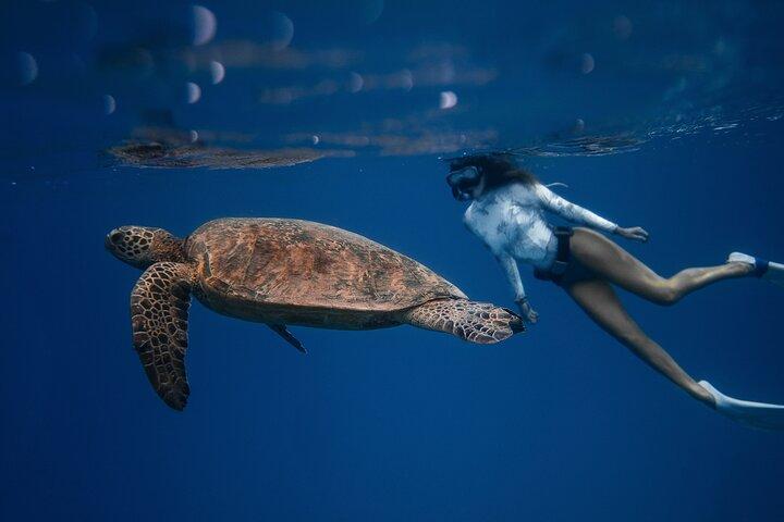 Snorkeling Open Ocean Wildlife Safari in Los Cabos with Photos Included