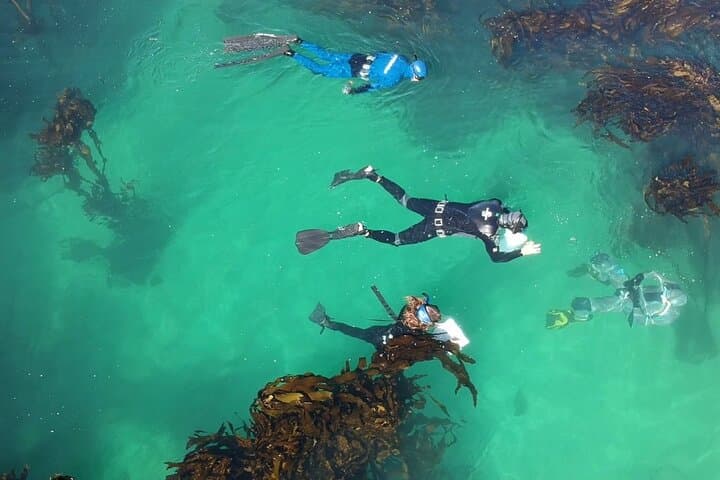 Cape Town Seal Snorkelling, Penguin Colony & Cape of Good Hope Private Tour