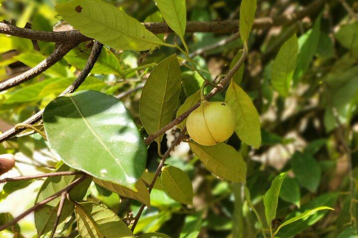 Private Tour Zanzibar Unique Stone Town with spice Farm Plantations