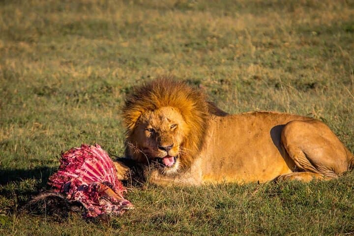 Day Tour to Maasai Mara reserve & optional maasai village visit