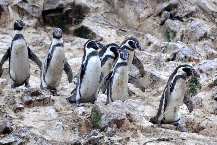 Boat Tour of the Ballestas Islands in Paracas