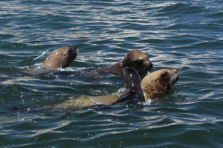 Boat Tour of the Ballestas Islands in Paracas