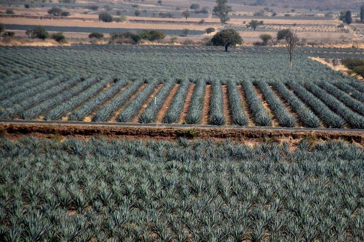 Private Tour of Magic Town Tequila Adventure Day Tour