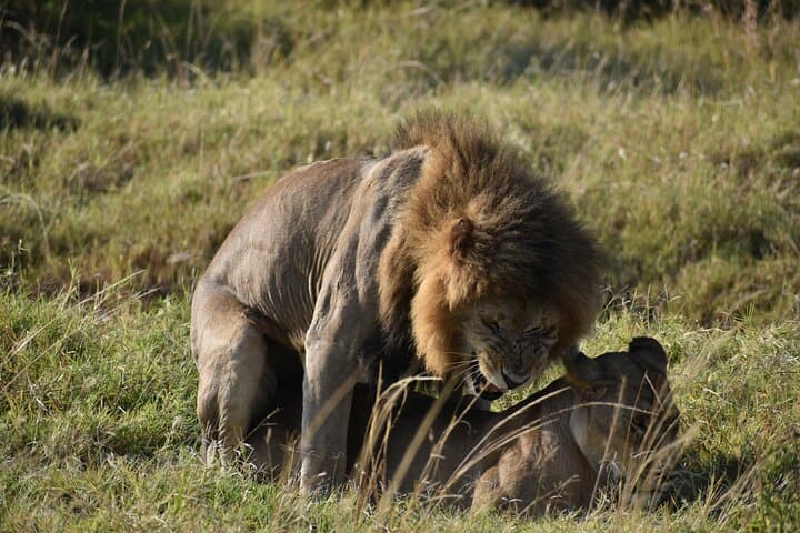 03 Days Kenya Camping Safari To Masai Mara