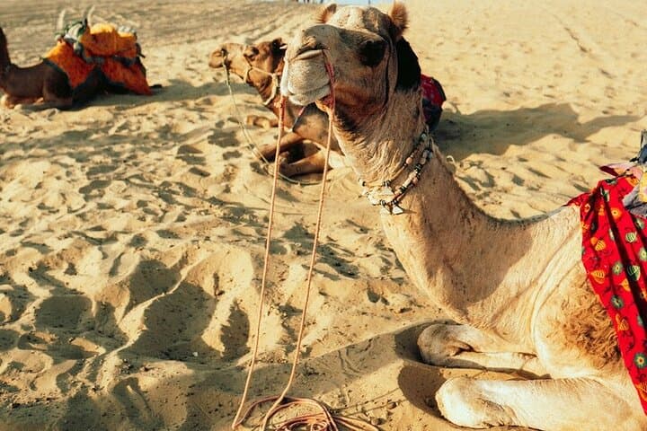 Tour Camel Ride Agafay with Pickup