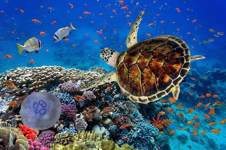 Phuket Scuba Diving and Snorkeling Offshore 2 Islands Full-Day by Speed Boat