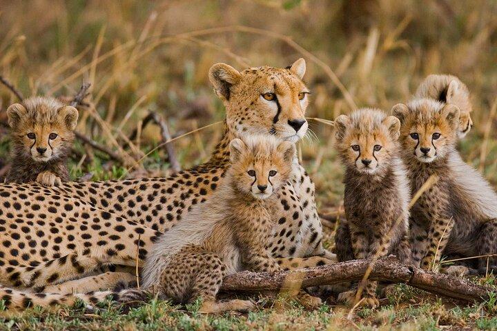 5-Days Private Safari in Tanzania with Pick Up
