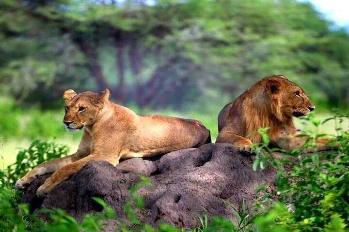 5-Days Private Safari in Tanzania with Pick Up