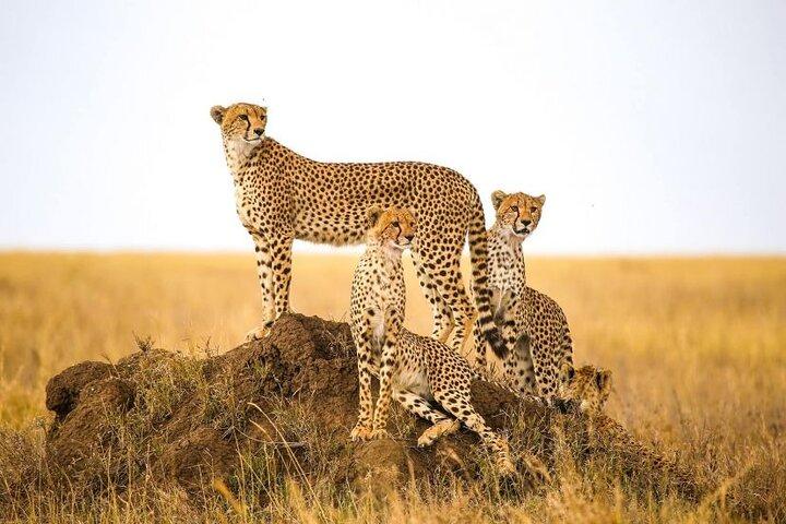 5-Days Private Safari in Tanzania with Pick Up