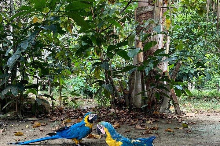Adventure: 4-hour hike in the Amazon rainforest