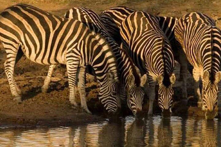 Private Ultimate Pilanesberg Safari from Johannesburg