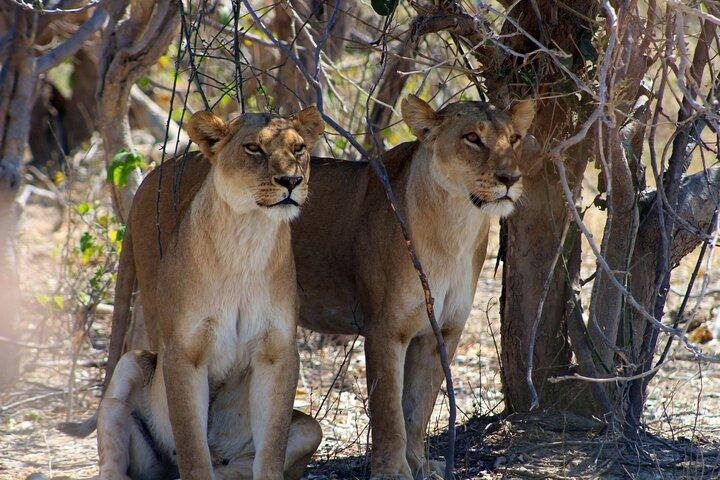 7-Day Okavango Delta & Moremi Safari from Maun – All-Inclusive