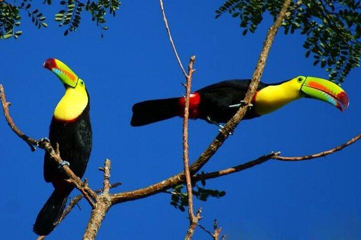 Rio Celeste Tour: Hiking, Sloth Sanctuary & Llanos de Cortes Waterfall (PRIVATE)