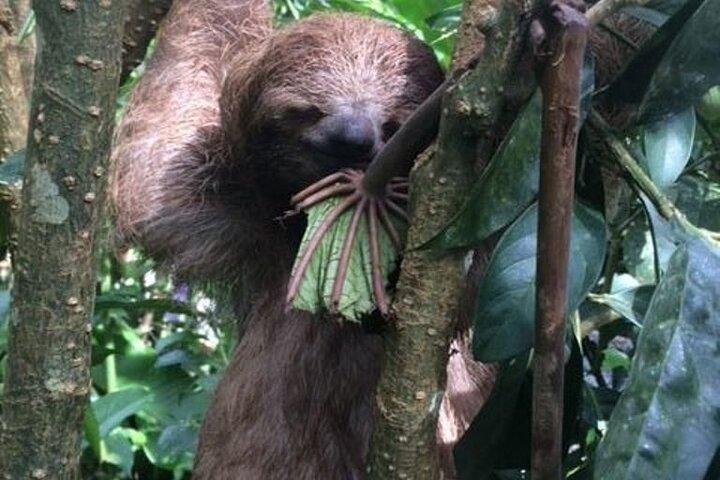 Rio Celeste Tour: Hiking, Sloth Sanctuary & Llanos de Cortes Waterfall (PRIVATE)