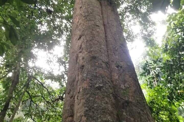 Mbokomu WATERFALL and TALLEST TREE IN AFRICA
