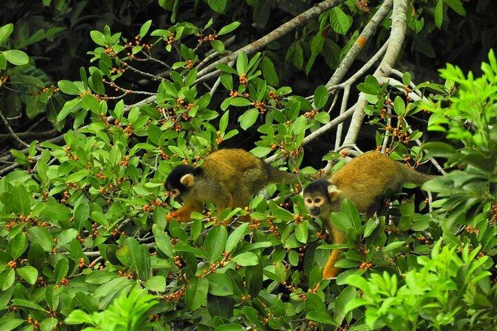 Tambopata Eco Jungle Adventure 4 Days Tour: (Immersion in Nature)