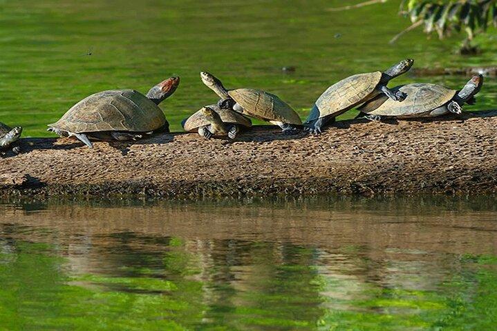 Tambopata Eco Jungle Adventure 4 Days Tour: (Immersion in Nature)