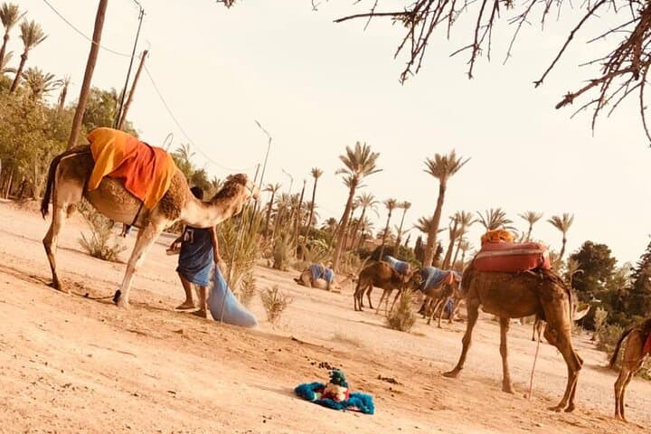 Private 1-Hour Camel Ride in Marrakech with Sunset and Tea pause