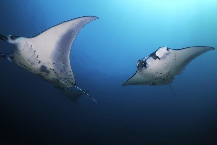 Big Island Manta Ray Night Snorkel Adventure