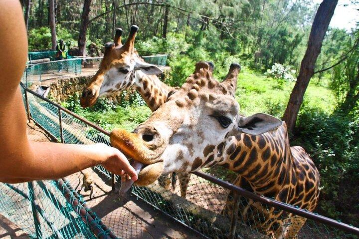 Private Full Day Day Trip to Mombasa City