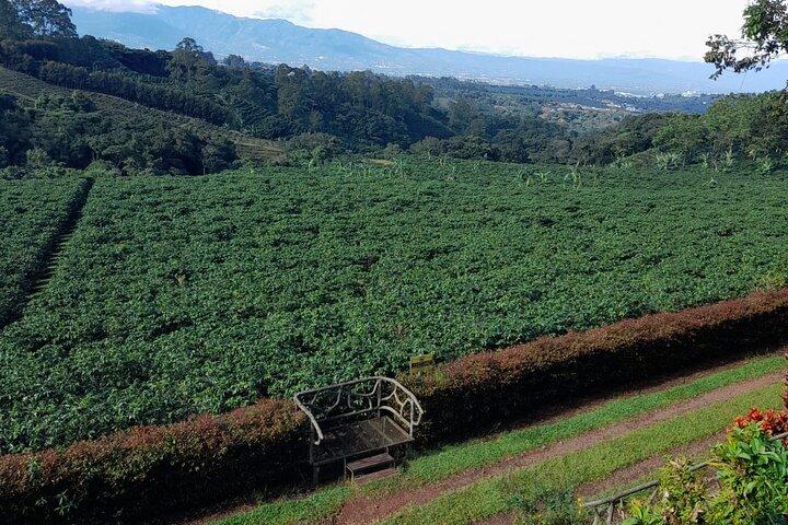 Poás Volcano, Coffee Plantation and La Paz Waterfall Gardens Tour