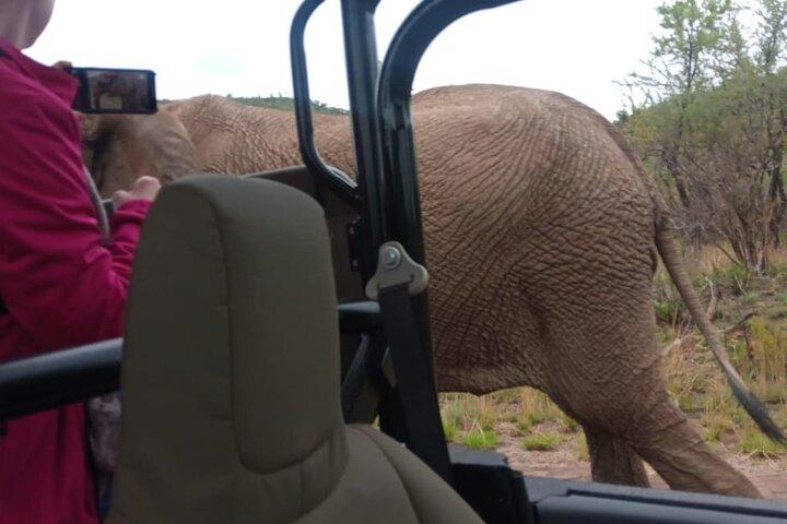 Full Day Pilanesberg Experience in Open Vehicle